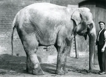 1914年4月、ロンドン動物園で飼育係のウォーターソンと一緒にいる女性のインド象「ネリー」